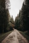 Wonderful forest with conifer trees in majestic countryside rough narrow road — Stock Photo