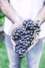 Крупный план человеческих рук, держащих гроздь винограда на открытом воздухе — стоковое фото