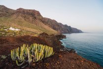 Cacto selvagem crescendo perto do mar em paisagem estéril em Tenerife, Ilhas Canárias, Espanha — Fotografia de Stock
