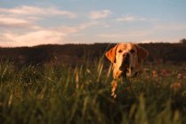 Смішний домашній собака стоїть на лузі з зеленою травою і заходом сонця небо — стокове фото