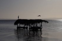 Стирка в море на закате — стоковое фото