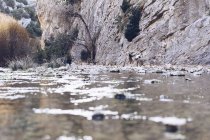 Capra selvatica in piedi su rocce vicino alla riva del fiume di montagna — Foto stock
