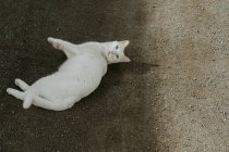 D'en haut chat blanc mignon couché sur la route de campagne pierreuse et regardant la caméra le jour ensoleillé — Photo de stock