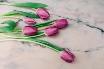 Tulipas rosa frescas espalhadas na superfície de mármore — Fotografia de Stock