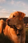 Забавна домашня собака відпочиває на лузі на заході сонця — стокове фото