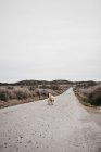 Schafe laufen auf der Straße — Stockfoto