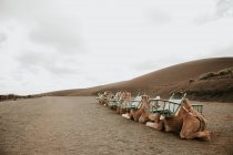 Camellos descansando cerca de la colina - foto de stock
