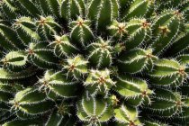 Von oben erstaunlicher stacheliger Kaktus, der an sonnigen Tagen im Garten wächst — Stockfoto