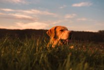 Lustiger Haushund steht auf Wiese mit grünem Gras und Sonnenuntergang — Stockfoto