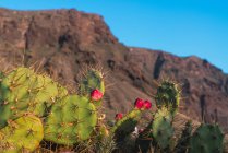 Primo piano cactus selvatico in fiore che cresce vicino alla montagna Teide a Tenerife, Isole Canarie, Spagna — Foto stock