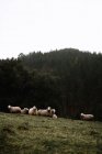 Ovelhas pastando na montanha — Fotografia de Stock