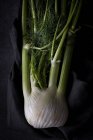Organic healthy fresh fennel on black fabric — Stock Photo