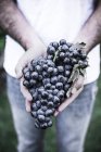 Крупним планом людські руки тримають купу винограду на відкритому повітрі — стокове фото