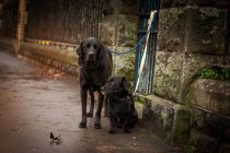 Милые собаки привязаны к каменному забору с поводками на мокрой улице — стоковое фото
