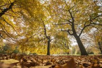 Желтая листва деревьев в осеннем парке — стоковое фото