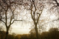 Alberi nudi nel tranquillo parco autunnale — Foto stock