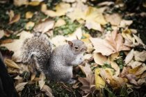 Esquilo peludo bonito sentado no gramado perto de folhas secas no dia de outono no parque — Fotografia de Stock