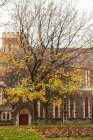 Красивое дерево с жёлтыми листьями растет возле фасада старого здания осенью в Суонси — стоковое фото