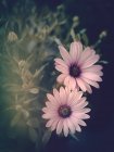 Zimmerpflanze blüht mit süßen rosa Blüten vor schwarzem Hintergrund — Stockfoto