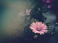 Розовый цветок растет в саду на размытом фоне — стоковое фото