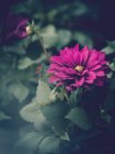 Фіолетова квітка, що росте в саду на розмитому фоні — стокове фото