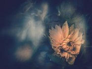 Yellow flower growing in garden on blurred background — Stock Photo