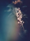 Blooming plant growing in garden on blurred background — Stock Photo