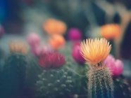 Flowers of cacti growing in garden on blurred background — Stock Photo