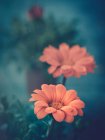 Nahaufnahme orangefarbener Blumen, die im Garten wachsen — Stockfoto