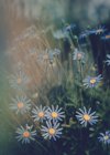 Blue daisies growing in garden on blurred background — Stock Photo