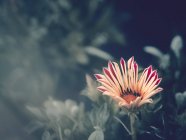 Close-up of flower growing in garden on blurred background — Stock Photo