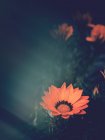 Close-up of flower growing in garden on blurred background — Stock Photo