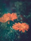 Nahaufnahme orangefarbener Blumen, die im Garten wachsen — Stockfoto