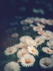 Daisies growing in garden on blurred background — Stock Photo