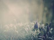 Primo piano di fiore viola che cresce in giardino — Foto stock