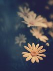 Yellow flowers growing in garden on blurred background — Stock Photo