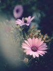 Pink flowers growing in garden on blurred background — Stock Photo