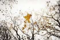 Желтые листья на ветвях деревьев осенью — стоковое фото