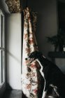 Cão cinzento espanhol adorável olhando através da janela enquanto sentado atrás da janela em casa — Fotografia de Stock