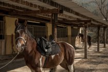 Belo cavalo com sela e freio de pé perto estável durante a aula de equitação no rancho — Fotografia de Stock