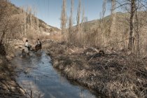 Vue arrière des personnes qui montent à cheval dans un ruisseau calme par une journée ensoleillée dans une campagne d'automne incroyable pendant les cours — Photo de stock