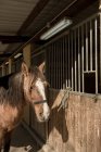 Bellissimo cavallo con sella e briglia in piedi vicino alla stalla durante la lezione di equitazione al ranch — Foto stock