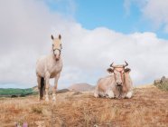 Hermoso paisaje de vacas y caballos en la isla de hierro, isla canaria España - foto de stock