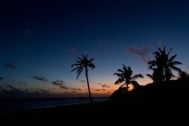 Silhouettes of tropical palms on dark beach near amazing sea against wonderful sundown sky — Stock Photo