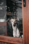 Adorable Spanish greyhound sitting behind window at home — Stock Photo