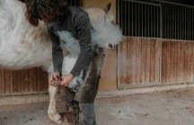 Guerrier adulte utilisant un marteau et des pinces pour forger un fer à cheval chaud sur une enclume portable près d'une écurie sur un ranch — Photo de stock