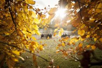 Twigs with yellow leaves and bench with people near lake in park — Stock Photo