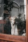 Adorável galgo espanhol sentado atrás da janela em casa — Fotografia de Stock