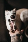 Hand of anonymous owner petting adorable yawning Spanish greyhound — Stock Photo
