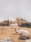 Bellissimo scenario di mucche e cavalli nell'isola di el hierro, isola canaria spagnola — Foto stock